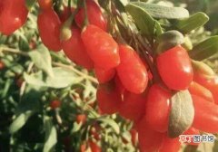 【种植方法】小红莓的种植方法， 蔓越莓的种植方法