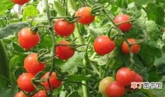 【种子】西红柿种子怎么种植？根和发芽需要建立一个框架