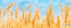 【植物】小麦是什么植物 小麦是单子叶还是双子叶