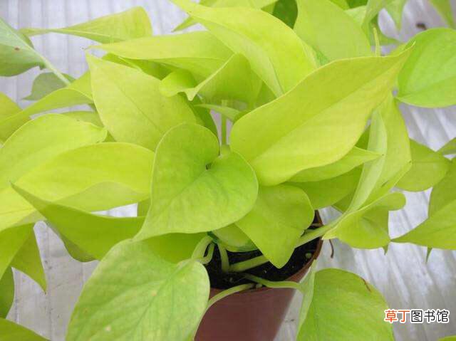 【植物】防辐射植物 适合办公室养护的绿植