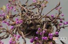 【种植】紫珠盆景种植与管理，属于浅根树种但有很强的发芽能力