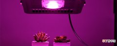 【植物】普通灯能给植物补光吗 普通灯可以给植物补光吗