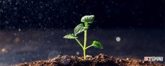 【生长】植物生长观察过程 植物生长的过程是什么样的