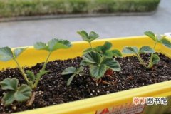 【种子】草莓种子如何栽种可以提高发芽率