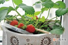 【种植】草莓的种植时间是什么时候？