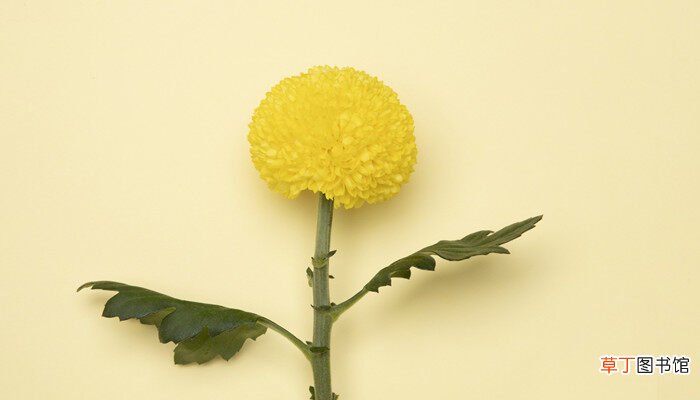 【多】菊花花瓣长多少厘米 菊花的花瓣长多少厘米