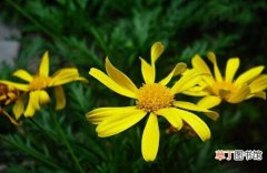 【栽培方法】黄金菊的栽培方法，最好保持较湿润的状态