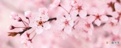 【花期】樱花花期一般有多少天 樱花的花期一般有多少天