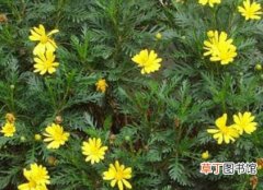 【栽培方法】黄金菊的栽培方法,土壤不能干燥