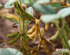 【种植】加强大豆种植技术管理，从选种、整地开始