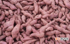 【红薯】分享种植红薯经验，恰当的育种方式，提高十倍红薯质量