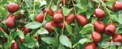 【树】枣树的栽培方法和注意事项