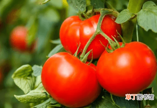 【播种】番茄的播种时间，番茄的种植要点