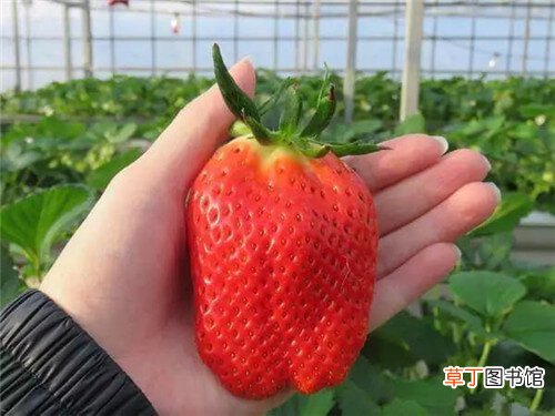 【种植】草莓种植结果大，果形好，颜色红润是怎样做到的？