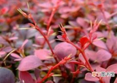 【种植方法】红叶小檗的种植方法，风沙较大时每天喷水1~2次