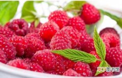 【树莓】树莓种植技术及条件，每年采摘两次果实