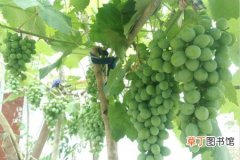 【葡萄】大棚葡萄种植管理技术