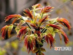 【香椿】香椿树的种植方法？香椿和臭椿的区别