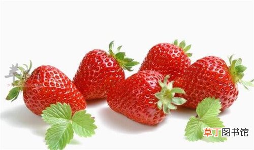 【种植】草莓种植有妙招，克服连作是根本