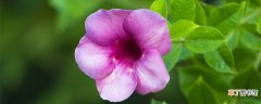 【养殖方法】紫蝉花的养殖方法和注意事项 紫蝉花养殖方法和注意事项