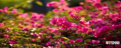 【花】深圳市花为什么是簕杜鹃 深圳的市花为什么是簕杜鹃