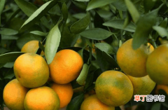 【方法】一月份之后，柑橘果园管理方法