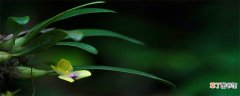 【特征】莲瓣兰的特征是什么 莲瓣兰叶片的特征是什么