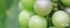 【品种】青葡萄品种，青葡萄的品种