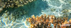 【植物】珊瑚是植物吗 珊瑚是不是植物