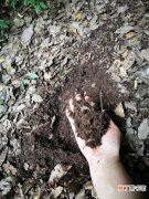 【扦插】腐叶土和河沙的混合土可以扦插月季吗