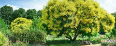 【树】黄花树是一种什么树 黄花树有什么特征