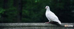 【特点】吴松赛鸽的特点 吴松赛鸽是什么