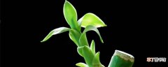 【水养】富贵竹怎么养 富贵竹的水养殖方法