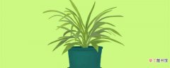 【吸甲醛】什么植物吸甲醛 能吸甲醛的植物举例