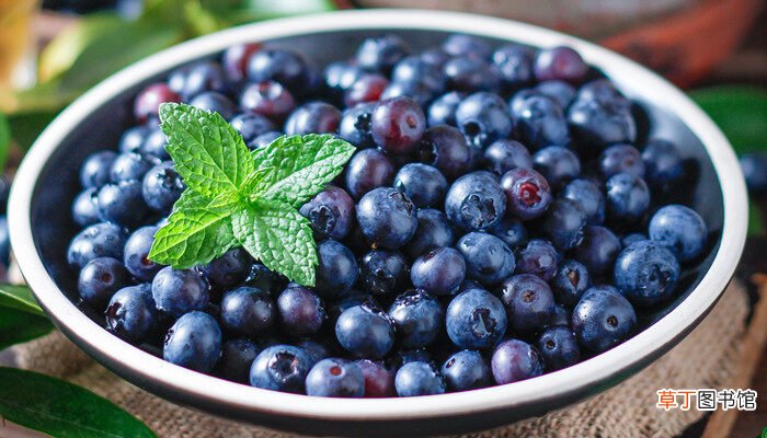 【品种】顶级蓝莓品种介绍 顶级蓝莓品种的介绍