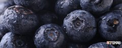 【品种】顶级蓝莓品种介绍 顶级蓝莓品种的介绍