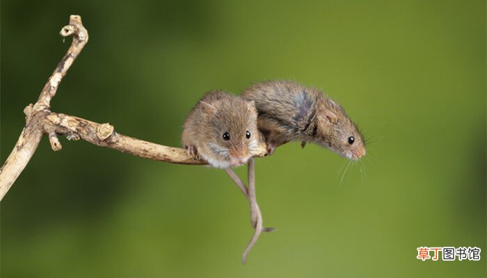 【品种】尖嘴老鼠是什么品种 尖嘴老鼠属于什么品种
