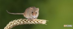 【品种】尖嘴老鼠是什么品种 尖嘴老鼠属于什么品种