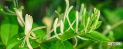 【花盆】金银花盆栽养殖方法和注意事项 金银花的盆栽养殖方法和注意事项