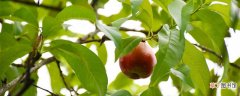 【品种】中油26桃品种介绍 中油26桃品种的介绍