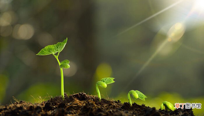 【植物】植物可以吸收氧气释放出二氧化碳气体对吗 植物可以吸收氧气