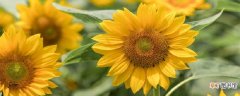 【花】向日葵可以做干花吗 向日葵怎么制作干花