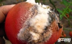 【防治】番茄红粉病怎么防治？番茄红粉病的危害与防治有哪些？