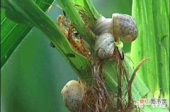 【多】玉米上蜗牛太多怎么办？蜗牛防治方法有哪些？