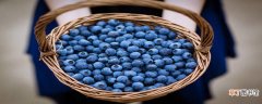 【品种】顶架蓝莓品种介绍 蓝莓有哪些品种