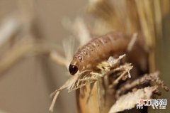 【玉米】赤眼蜂防治玉米螟要点介绍有哪些？