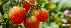【西红柿】10月份可以种西红柿吗 10月可以种西红柿吗