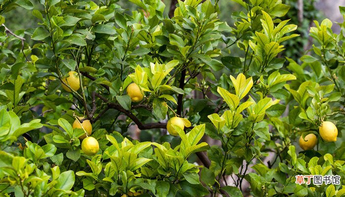 【树】柠檬树最低几度会冻死 柠檬树多少度会冻死