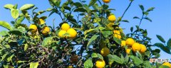 【树】柠檬树最低几度会冻死 柠檬树多少度会冻死