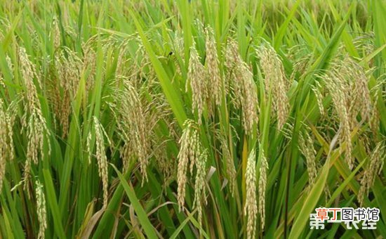 【防治】水稻鞘腐病的防治技术有哪些？